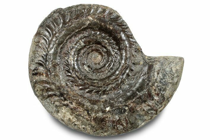 Jurassic Ammonite (Hildoceras) Fossil - England #284052